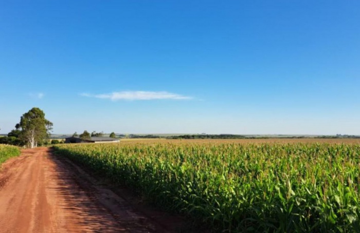 Custo do milho em MS passa de R$ 4,8 mil por hectare