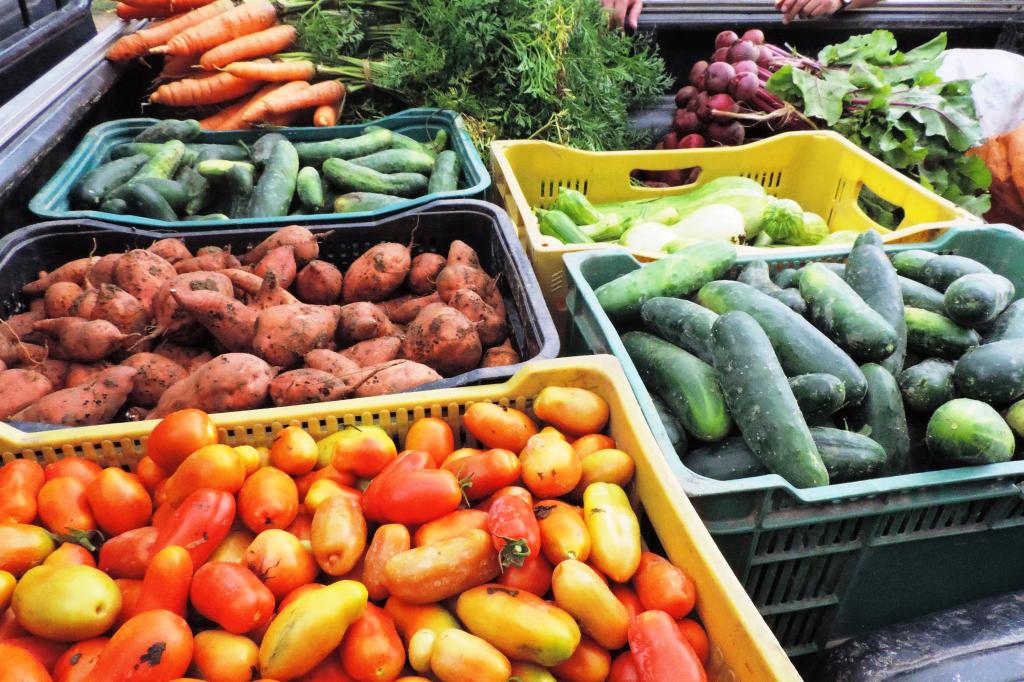 Agricultores participarão de Dia de Campo sobre colheita e pós-colheita de alimentos orgânicos