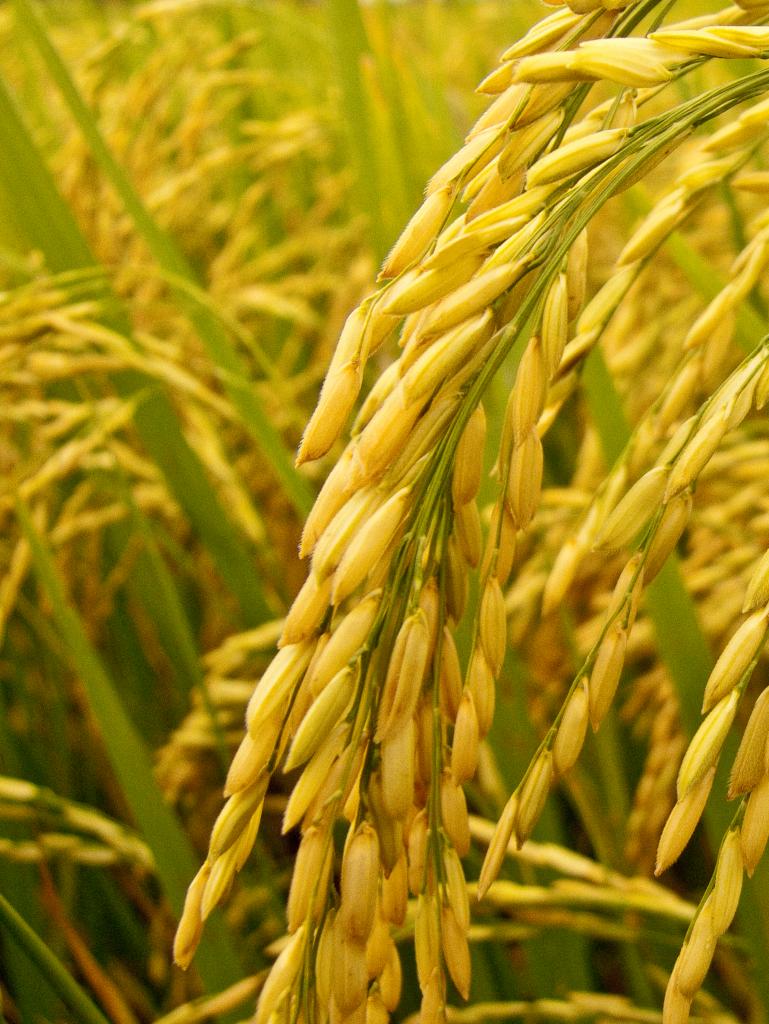 Reação dos preços do arroz anima produtores a investirem em mais tecnologia