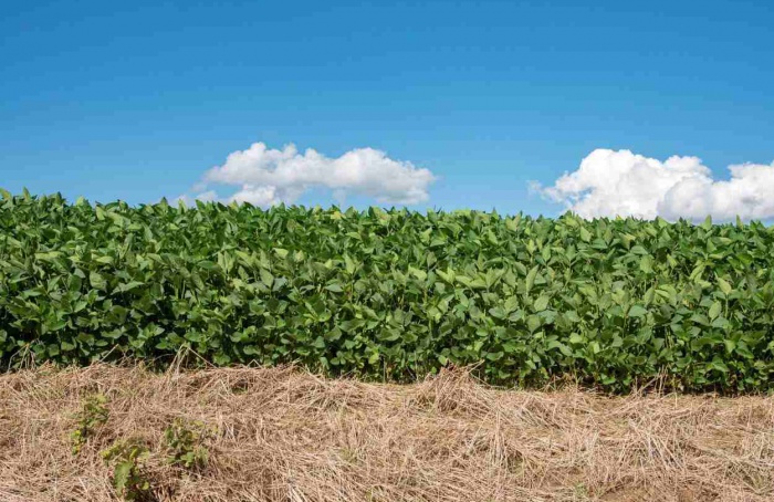 Rio Grande do Sul amplia calendário de plantio da soja