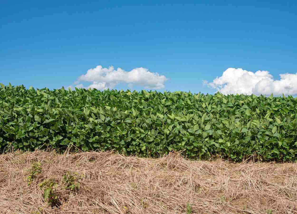 Rio Grande do Sul amplia calendário de plantio da soja