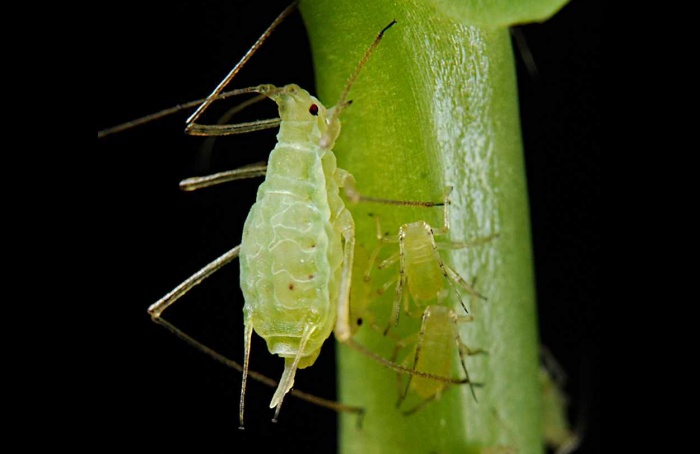 Alcaloides de Aconitum carmichaelii mostram ação contra pulgão