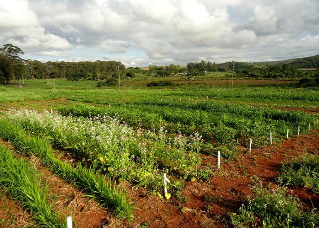 Crotalária reduz infestações da lagarta-do-cartucho no milho