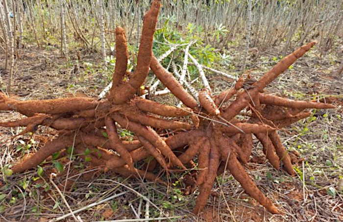 Epagri lança cultivares de mandioca em Santa Catarina