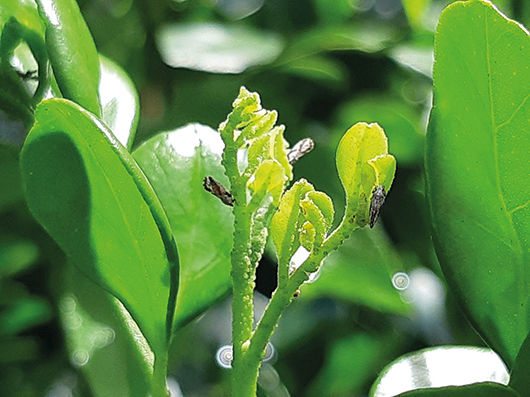 Em áreas urbanas da Bahia o inseto é facilmente encontrado na planta ornamental murta-de-cheiro 