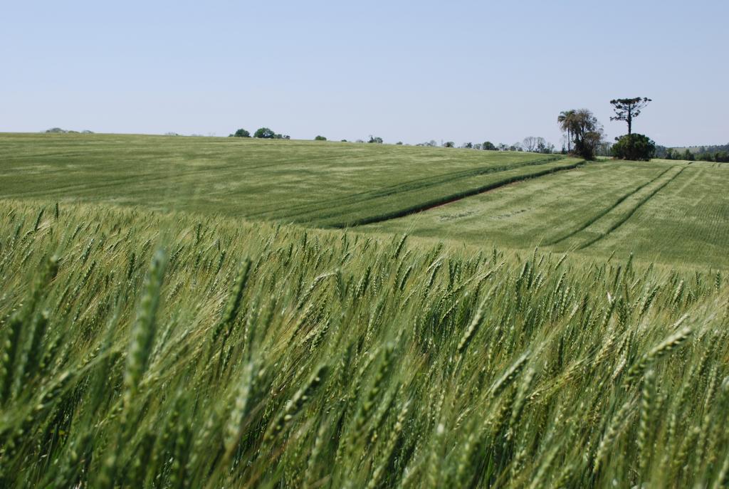 Reunião de Trigo aprova cinco novas cultivares