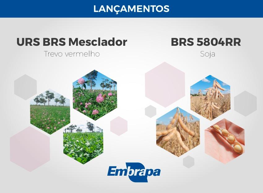 Embrapa lança cultivar de soja na Expodireto Cotrijal 2020