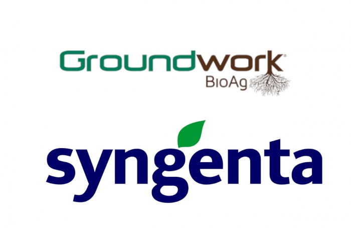 Syngenta y Groundwork BioAg forman una alianza en el campo de las micorrizas.