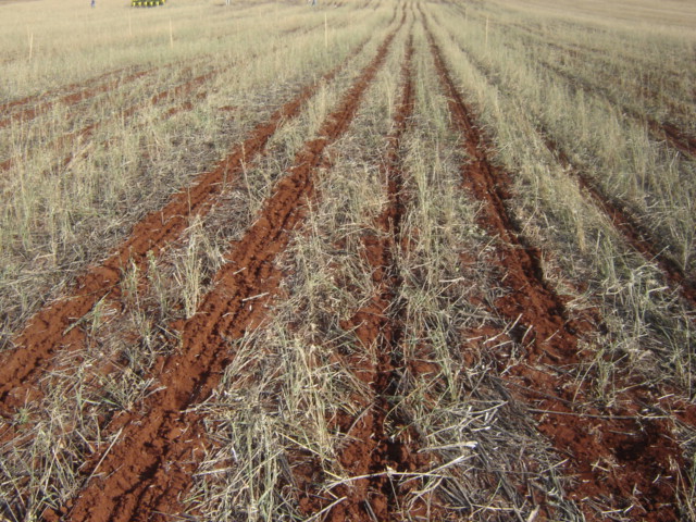 Linhas de plantio após a passagem de semeadora a 5km/h.