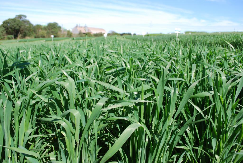 Frio e a baixa umidade favorecem a sanidade das lavouras de trigo no RS