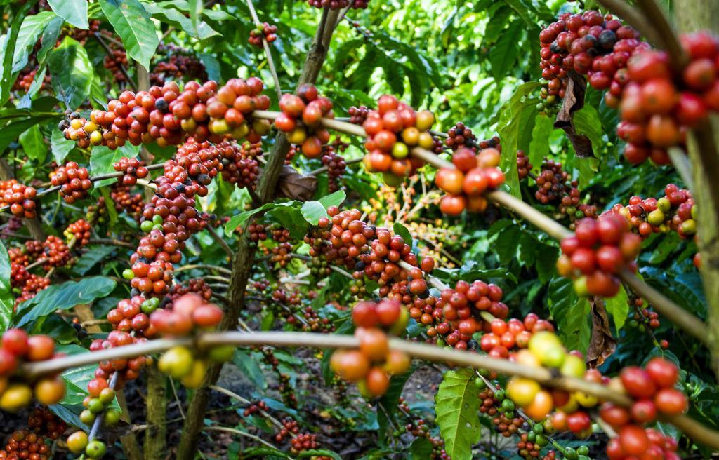 FMC possui portfólio especializado para o cafeicultor