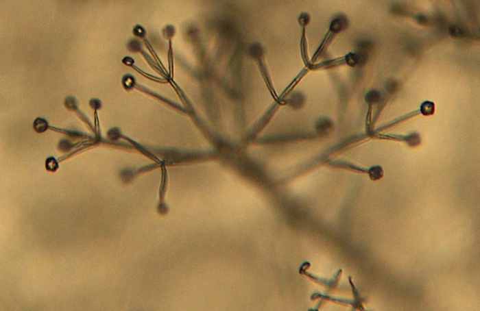Verticillium dahliae corta “grito de socorro” das plantas