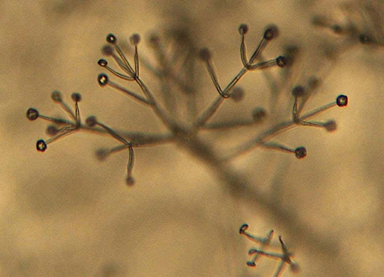 Verticillium dahliae corta “grito de socorro” das plantas