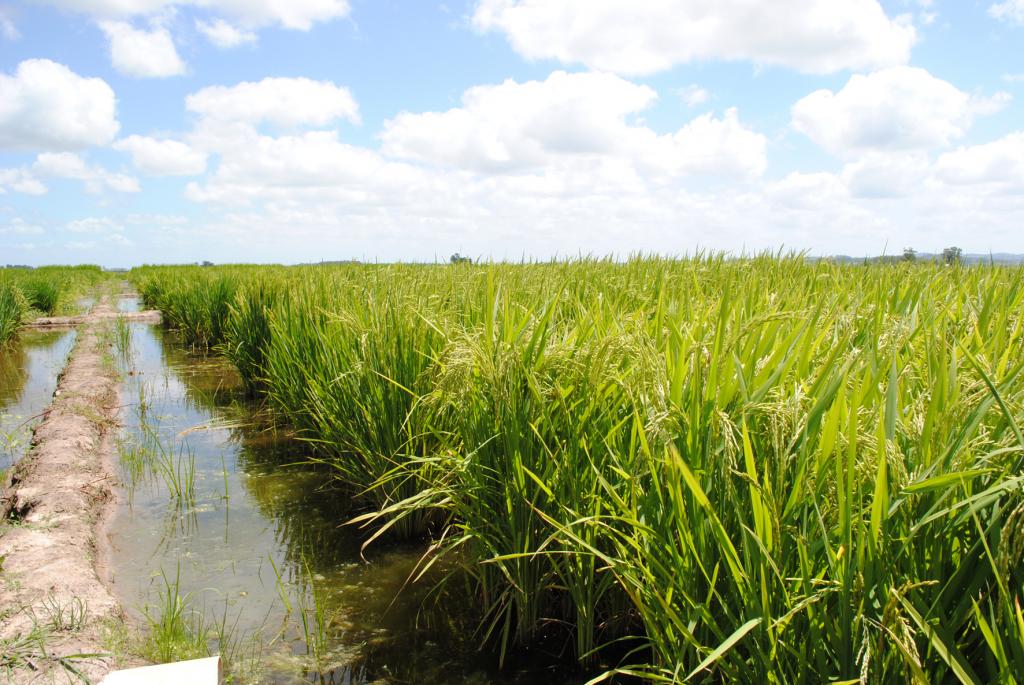 Embrapa sedia a 7ª Conferência Internacional do Arroz em Pelotas/RS