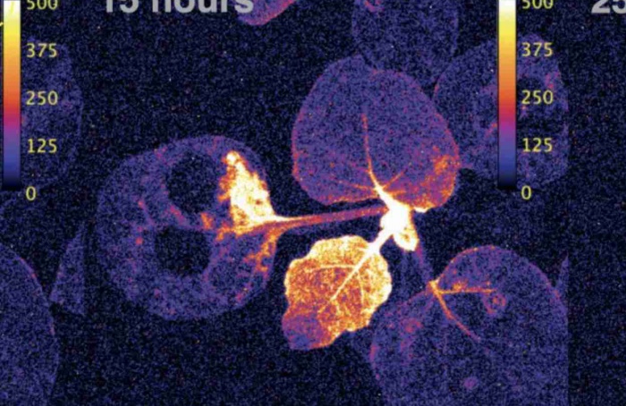 Plantas autoluminescentes revelam defesa em tempo real