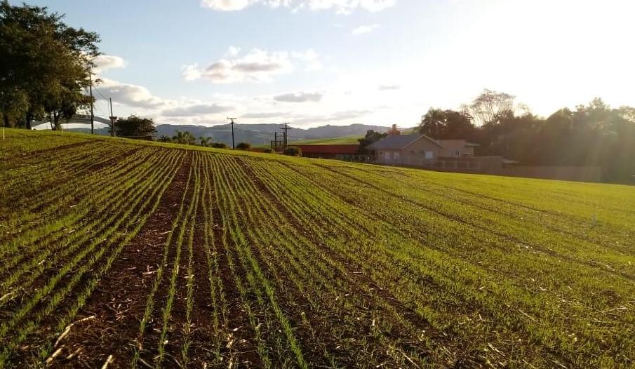 Plantio do trigo chega a 75% da área prevista para o RS