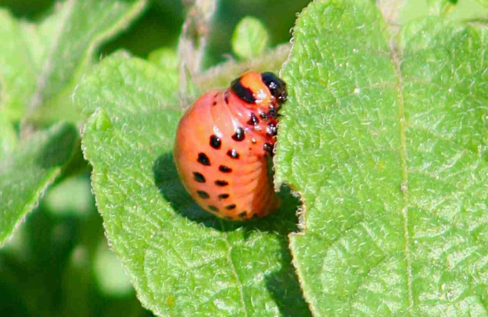 Nanobiopesticida amplia proteção da Cry3Aa contra radiação UV