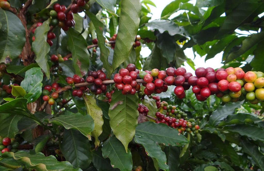 ​Safra mineira de café alcança volume recorde em 2016