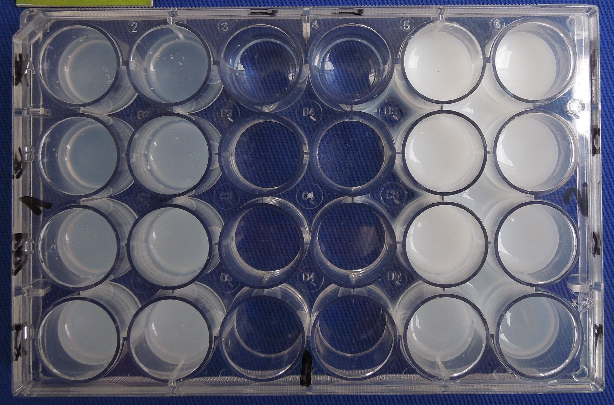 Figura 1 – Placa de 24 poços com concentrações crescentes de óleo essencial de M. alternifólia, Itaara - RS, 2015.