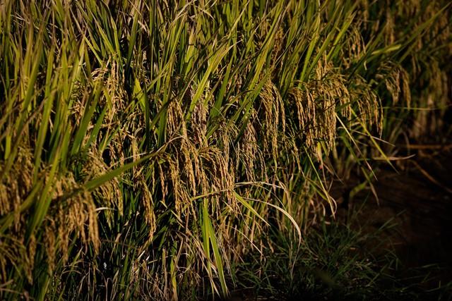 Preços do arroz seguem enfraquecidos