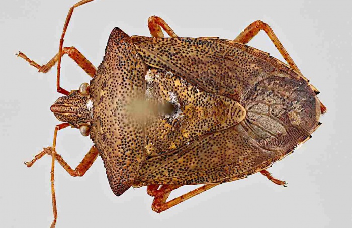 Fungo entomopatogênico mostra alto controle de Euschistus crenator