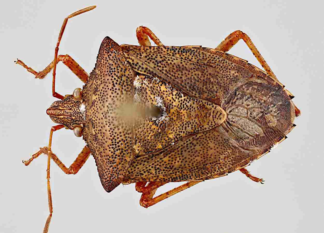 Fungo entomopatogênico mostra alto controle de Euschistus crenator