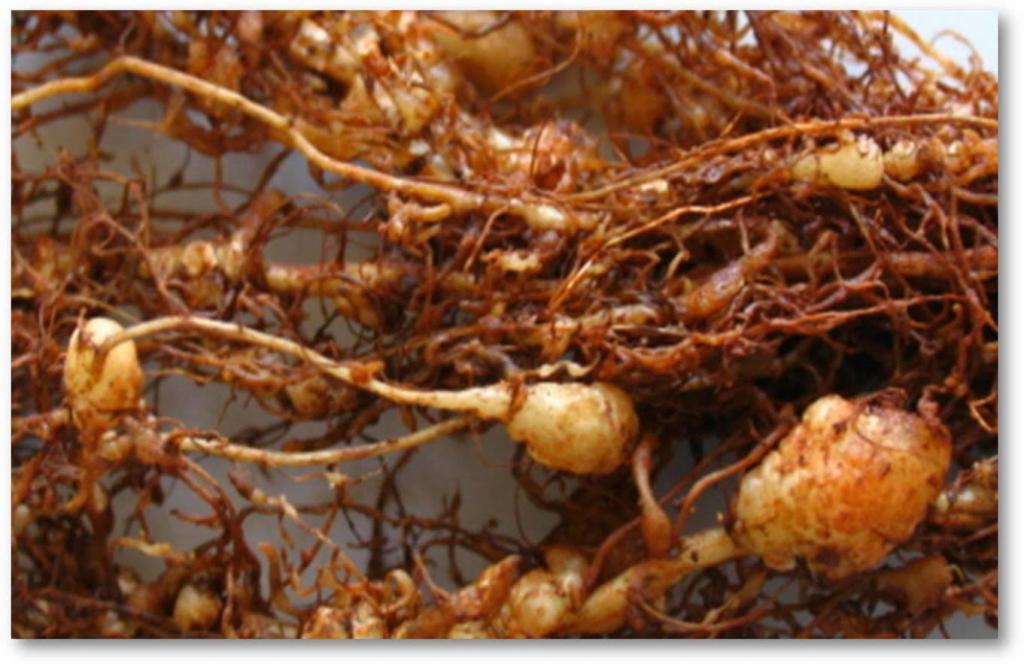 Quatro dicas para um manejo eficiente de nematoides