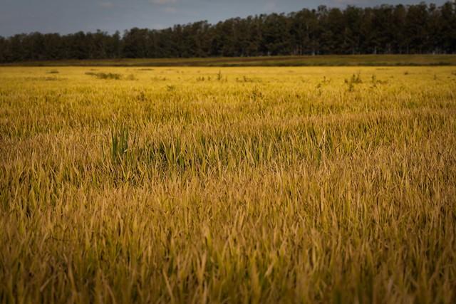 Irga projeta redução de 1,21% na intenção para safra 2021/2022 de arroz no RS