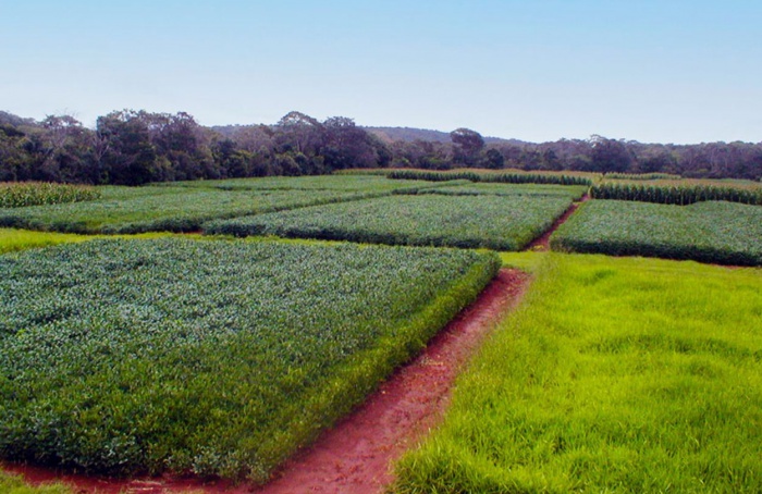 Direct planting and crop succession contribute to mitigating nitrous oxide emissions in the Cerrado