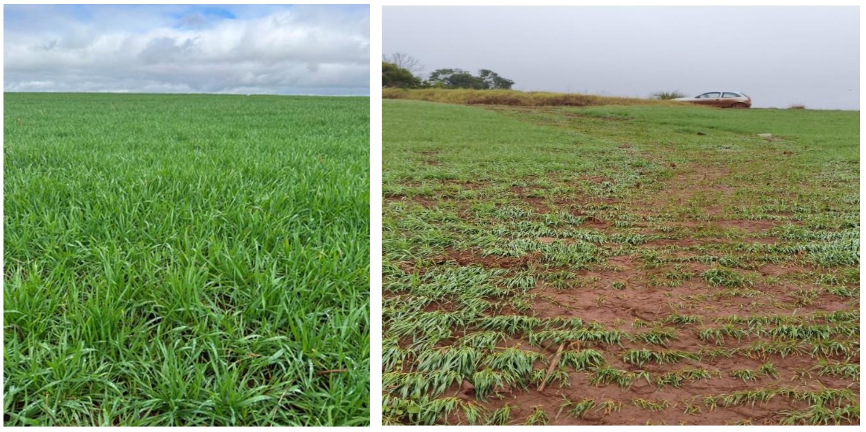 Lavoura de trigo em bom desenvolvimento em São Nicolau/RS (esq.) e lavoura afetada em Giruá/RS (dir.) - Fotos: Emater/RS-Ascar