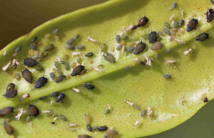 Proteína de pulgão ativa defesa de citros contra psilídeo