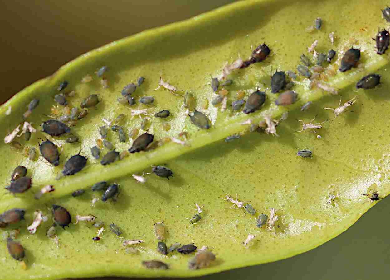 Proteína de pulgão ativa defesa de citros contra psilídeo