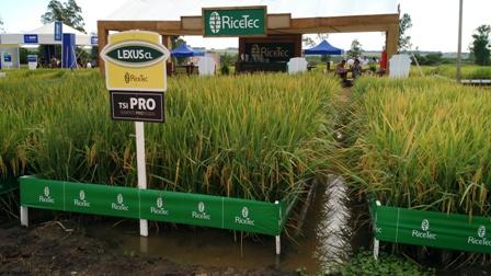 RiceTec lança novo produto para o mercado arrozeiro catarinense