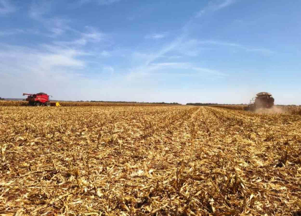 MS Safra 2024/25: colheita de milho 2ª safra chega a 98%