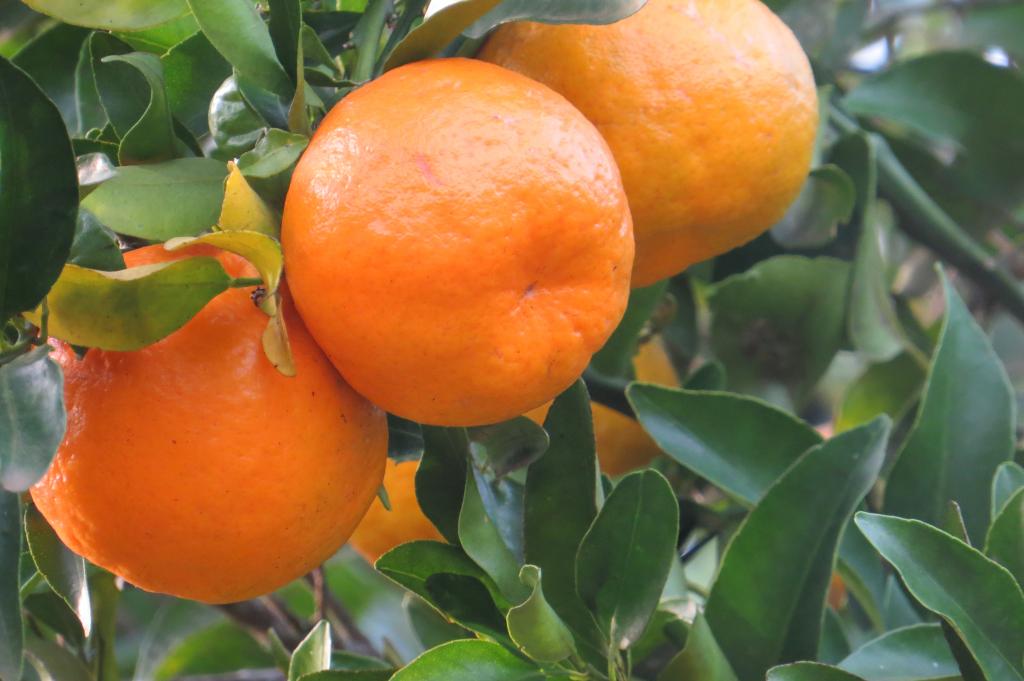 RS: Clima favorável proporciona maior intensidade de cor e sabor nos citros