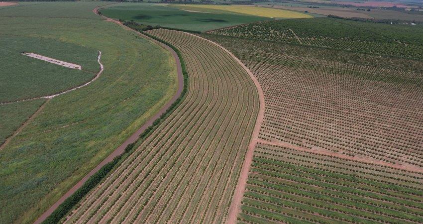 Plantio e manejo diferenciados nas bordas ajudam no controle de greening