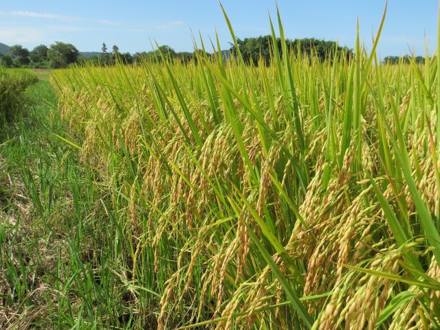 Epagri lança variedade de arroz irrigado tolerante ao frio e ao calor na fase reprodutiva