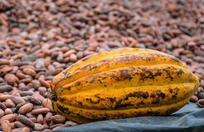 Tarifas americanas impactam o mercado global de cacau