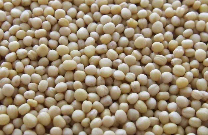 Proteína da soja associa-se a enxofre e zinco nas sementes