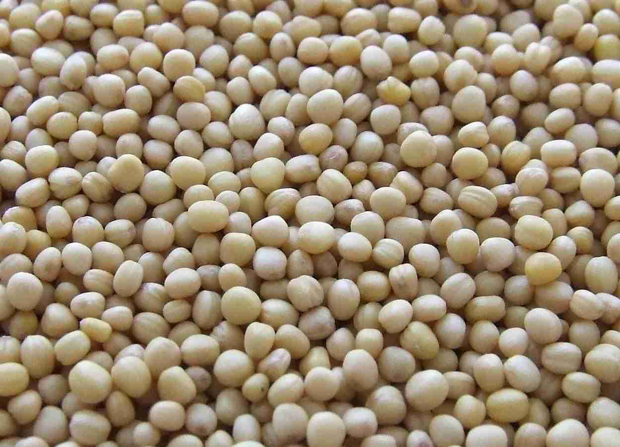 Proteína da soja associa-se a enxofre e zinco nas sementes