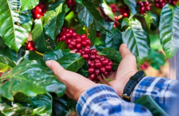 Pequenos produtores representam 54% da cafeicultura brasileira