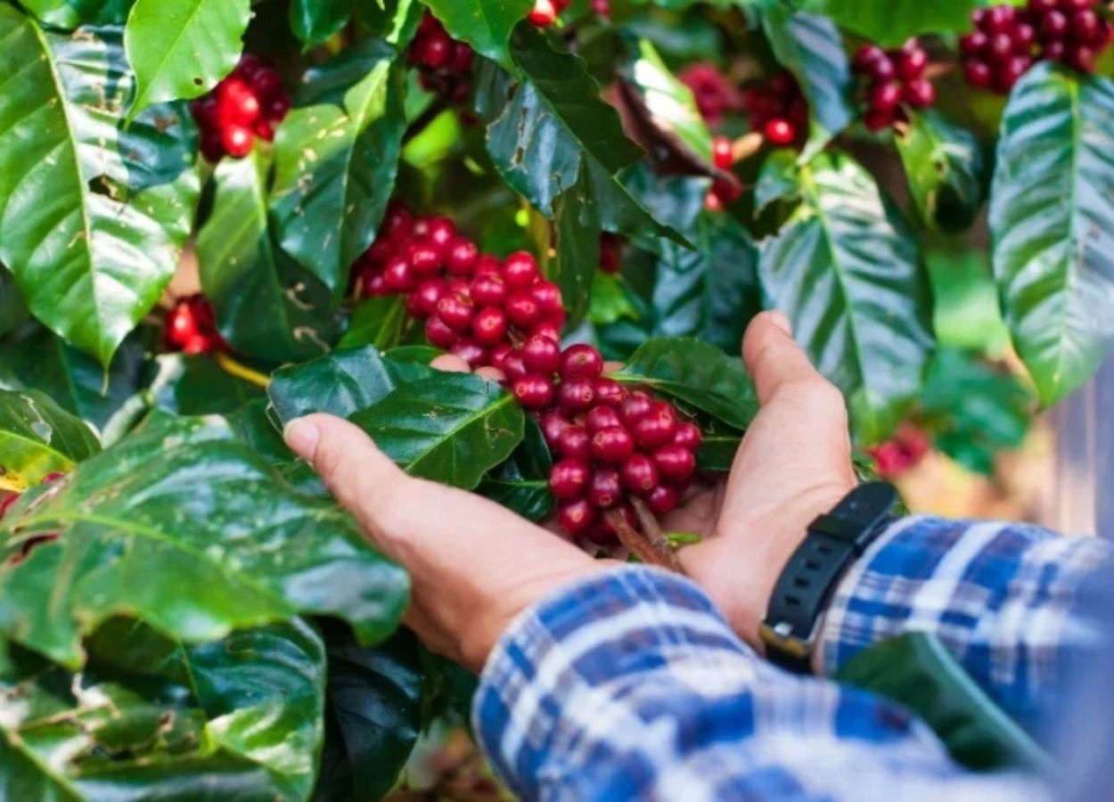 Pequenos produtores representam 54% da cafeicultura brasileira