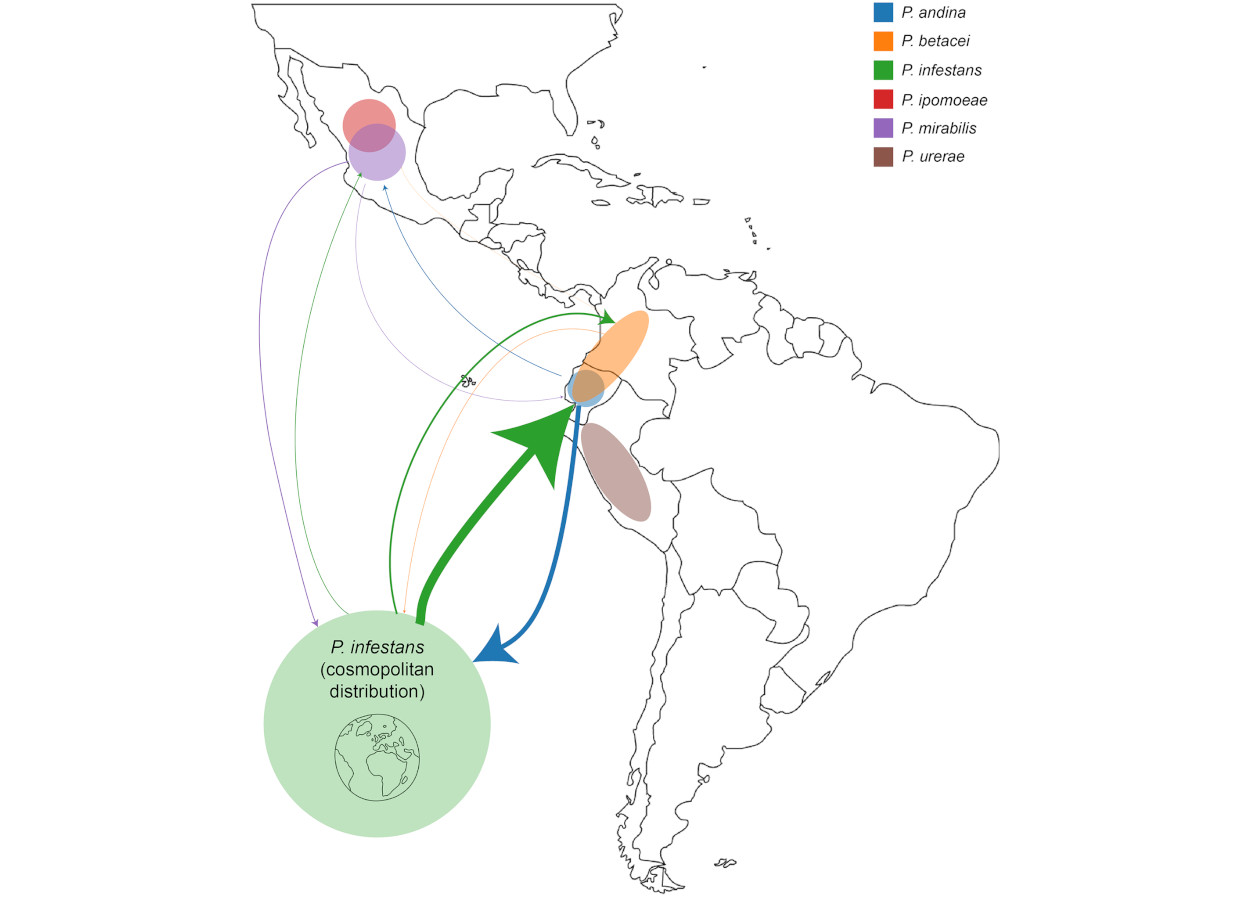 A distribuição aproximada dos países nos quais cada espécie pode ser encontrada é mostrada com círculos sombreados (<i>P. infestans</i> é cosmopolita). A espessura de cada seta é proporcional à taxa de migração de uma população para outra por região