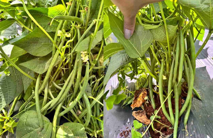 Colheita concentrada torna o feijão-vagem determinado opção eficiente