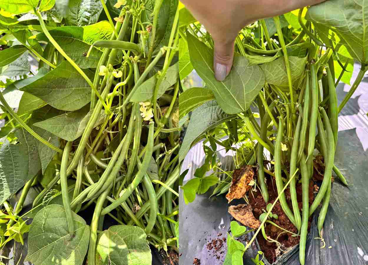 Colheita concentrada torna o feijão-vagem determinado opção eficiente