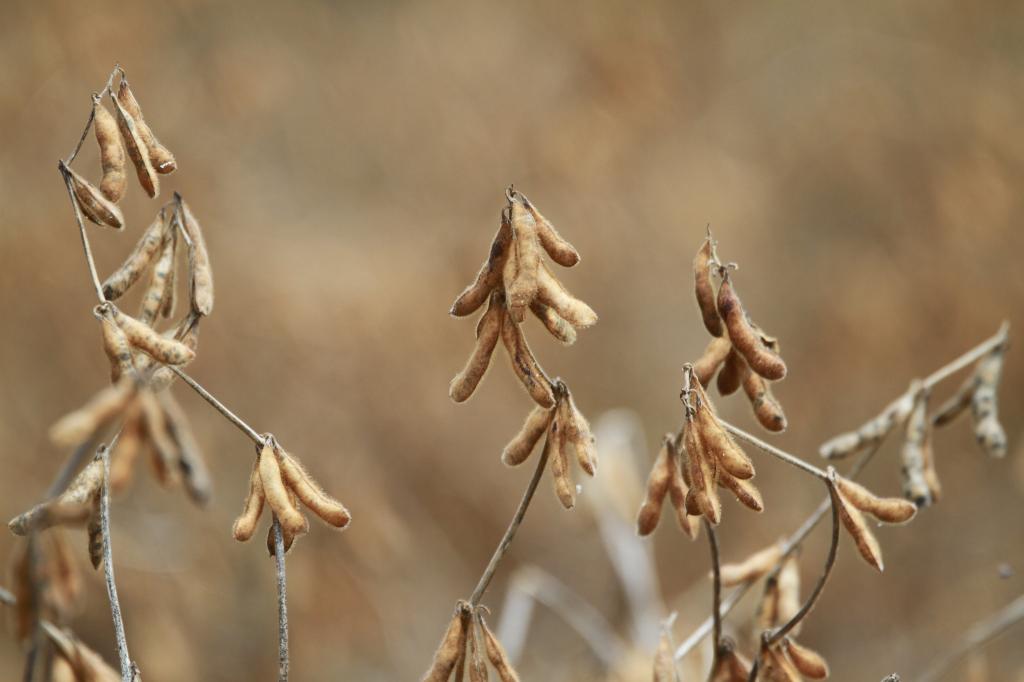 Soja 2020/21 dribla atraso no campo e mantém expectativa recorde de produção