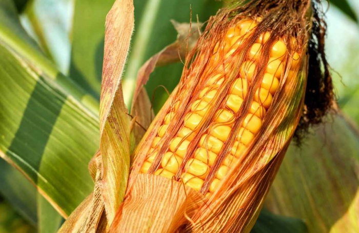 MT supera Argentina em produtividade de milho, aponta o Imea