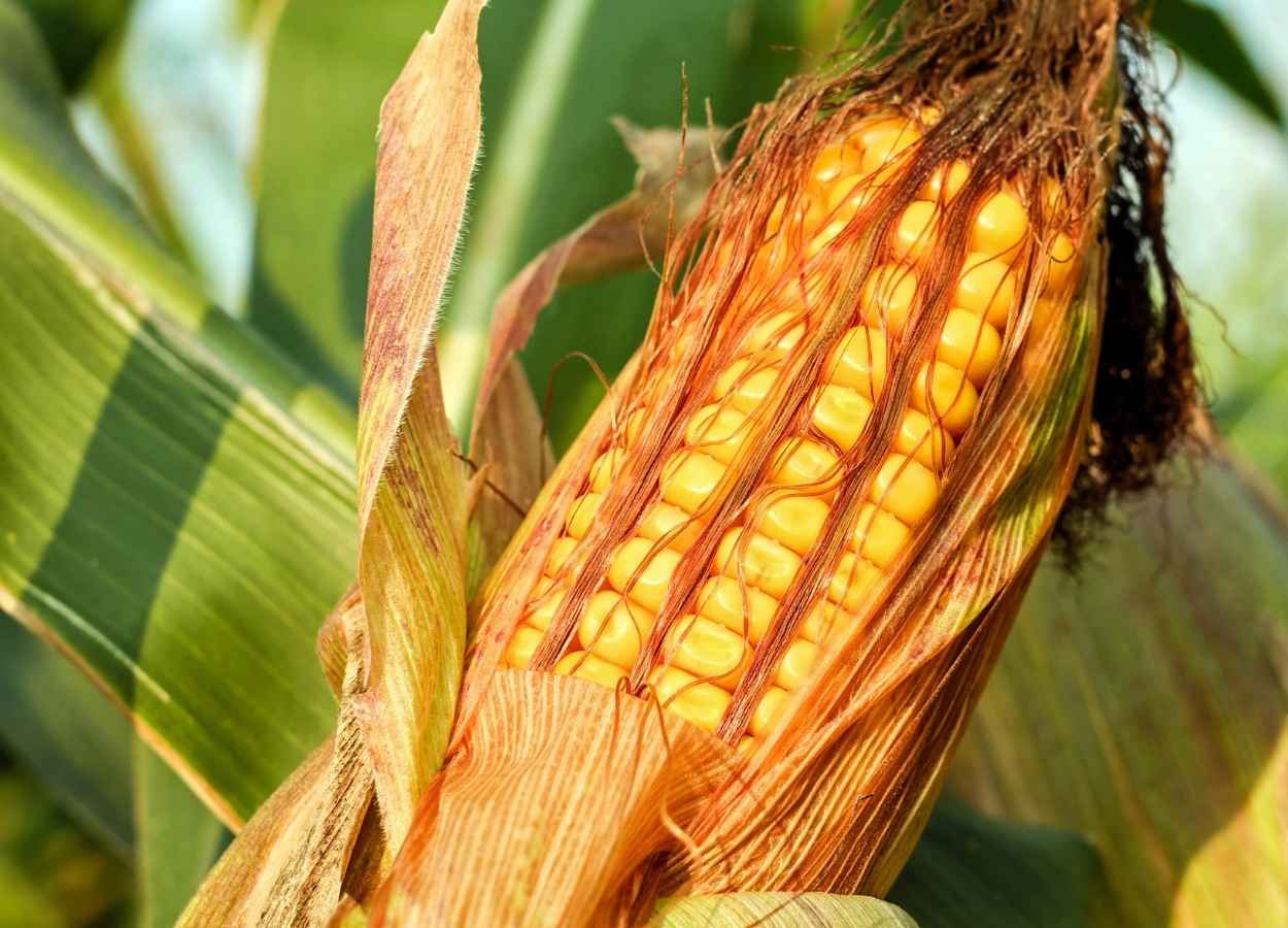 MT supera Argentina em produtividade de milho, aponta o Imea