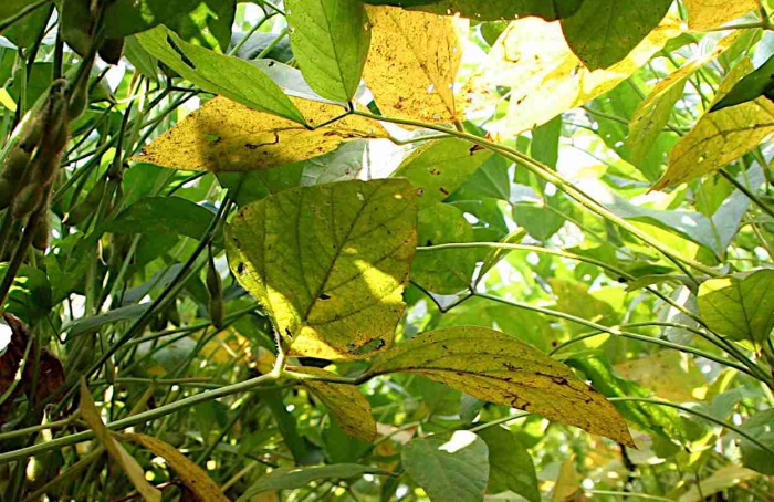 Estudo aponta resistência da ferrugem da soja no Paraguai