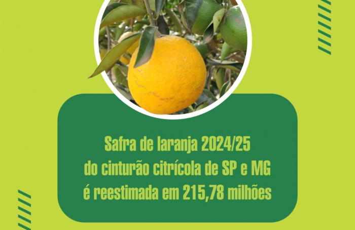 Safra de laranja 2024/25 no cinturão citrícola sofre queda de 7%